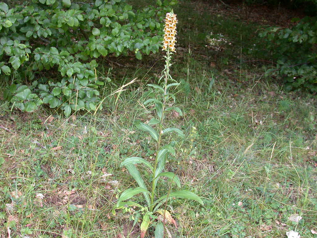 Digitalis ferruginea / Digitale bruna